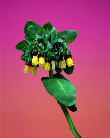 Cerinthe_Major