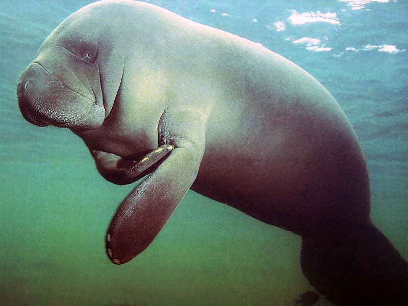 manatee