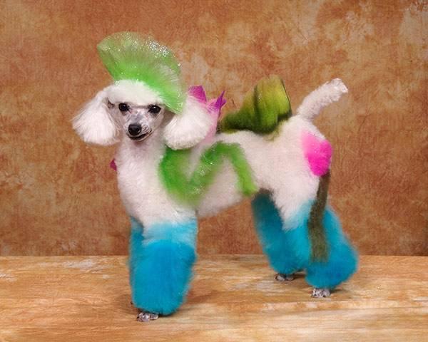 Crazy-Dog-Grooming-Compet-002