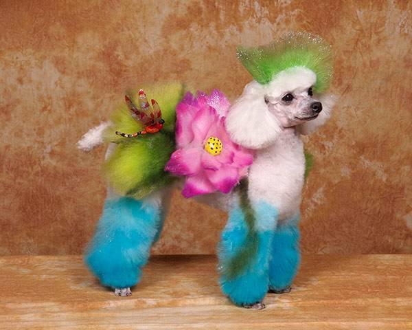 Crazy-Dog-Grooming-Compet-015